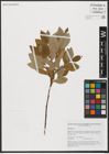 Foto von Salix hastata L.
